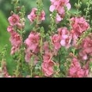 'Pink Domino' has dark green, wrinkled leaves and erect spikes of dark-eyed, deep rose-pink flowers. Verbascum Cotswold Group 'Pink Domino' added by Shoot)