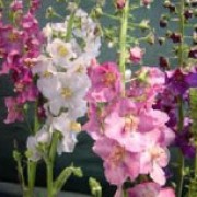 Verbascum phoeniceum 'Mixed' added by Shoot)