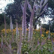 'Lavendelturm' forms tall clumps of strong stems with whorled serrated leaves around the stem, topped with pale lavender flower spikes in summer. Veronicastrum virginicum 'Lavendelturm' added by Shoot)
