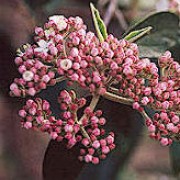 'Pragense' is a rounded, evergreen shrub with  narrow, textured leaves, dark-green with white undersides.  In late spring, clusters of pink buds open to pink flowers. Viburnum 'Pragense' added by Shoot)