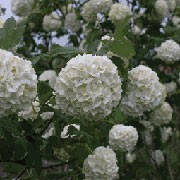 'Roseum' is a large, deciduous shrub with lobed leaves that take on red tints in autumn.  Compact, round clusters of white flowers are produced from late spring to summer. Viburnum opulus 'Roseum' added by Shoot)