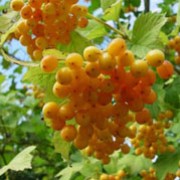 'Xanthocarpum' is a large, deciduous shrub with palmate leaves that yellow in autumn.  Flat clusters of white flowers in spring and summer are followed by shiny, orange-yellow berries in autumn. Viburnum opulus 'Xanthocarpum' added by Shoot)