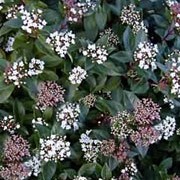 'French White' is a fast-growing evergreen shrub with glossy, ovate leaves.  From late winter to spring, it bears flat clusters of white flowers, followed by black berries in autumn and winter. Viburnum tinus 'French White' added by Shoot)