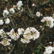 'Deben' is a fast-growing, deciduous shrub with clusters of fragrant, white flowers that open from pink buds from late autumn through to spring. Viburnum x bodnantense 'Deben' added by Shoot)