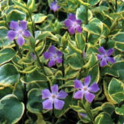 'Variegata' is an evergreen sub-shrub with long rooting stems, ovate leaves edged in cream and dark-blue flowers through spring to autumn. Vinca major 'Variegata' added by Shoot)