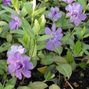 'Azurea Flore Pleno' is a mat-forming, evergreen, herbaceous perennial with dark-green, ovate leaves.  Blue double flowers are produced from spring through to autumn.  It is a vigorous grower, good for ground-cover but can be invasive. Vinca minor 'Azurea Flore Pleno' added by Shoot)