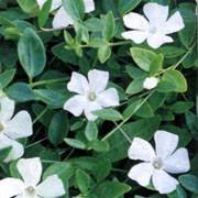 'Gertrude Jekyll' is a mat-forming evergreen perennial  with small, dark-green ovate leaves, with pure white flowers. Vinca minor 'Gertrude Jekyll' added by Shoot)