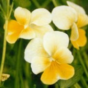 'Aspasia' is a small, evergreen perennial, grown for it's yellow and white pansy flowers.   Viola 'Aspasia' added by Shoot)