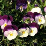 'Splendid Blue and Yellow' is a perennial grown for its pansy flowers in late winter and early spring.  Flowers are blue with yellow centres and markings. Viola 'Splendid Blue and Yellow' added by Shoot)