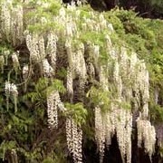 'Alba' is a vigorous climber with racemes of fragrant, white flowers tinged with purple opening before the new leaves. Wisteria floribunda 'Alba' added by Shoot)