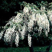 'Alba' is a vigorous climber with racemes of fragrant, pure white flowers opening before the new leaves. Wisteria sinensis 'Alba' added by Shoot)