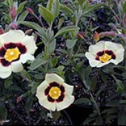 'Merrist Wood Cream' is clump-forming, small evergreen shrub with dark-green leaves which are grey beneath, and white flowers with a deep-red blotch at base of each petal around a yellow centre. Flowers in summer.
 x Halimiocistus wintonensis 'Merrist Wood Cream' added by Shoot)