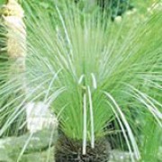 Xanthorrhoea johnsonii added by Shoot)