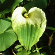 'Green Goddess' is a perennial suitable for ponds or bog gardens.  It has white spathes, flushed green with yellow spadices held on tall stems above large dark-green leaves. Zantedeschia aethiopica 'Green Goddess' added by Shoot)