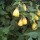 'Canary Bird' is a large evergreen shrub, with nodding, bell-shaped yellow flowers.
 Abutilon 'Canary Bird' added by Shoot)