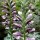 Acanthus spinosus added by Shoot)