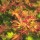 'Sango-kaku' has palm shaped orange-yellow leaves in spring, turning rich green in summer, turing yellow again in autumn.  It has distinctive coral-red shoots and bark for all year interest. Acer palmatum 'Sango-kaku' added by Shoot)