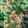 Acer palmatum 'Mapi-no-machihime'