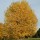 Acer saccharinum added by Shoot)