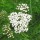 Achillea millefolium added by Shoot)