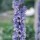 'Stainless Steel' is an upright perennial with deeply divided, grey-green leaves and metallic blue flowers from early to late summer. Aconitum spicatum 'Stainless Steel' added by Shoot)
