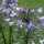 'Blue Giant' is an herbaceous perennial with large umbels of funnel-shaped blue flowers in mid and late summer. Agapanthus 'Blue Giant' added by Shoot)