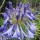 'Bressingham Blue' is an herbaceous perennial with umbels of funnel-shaped blue flowers in mid and late summer. Agapanthus 'Bressingham Blue' added by Shoot)