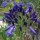 'Purple Cloud' is a suberb verierty, forming deep-purple flowerheads through summer. Agapanthus 'Purple Cloud' added by Shoot)