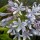 Agapanthus africanus added by Shoot)
