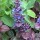 Ajuga reptans added by Shoot)