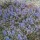 'Braunherz'  has attractive purple-bronze evergreen foliage and beautiful dark blue flower spikes. Ajuga reptans 'Braunherz' added by Shoot)