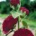 'Chater's Double Maroon' is a biennial that forms large, fully double ball-shaped maroon flowers on tall spikes. Alcea rosea 'Chater's Double Maroon' added by Shoot)