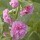 'Chater's Double Newport Pink' is a biennial that forms large, fully double ball-shaped pink flowers on tall spikes. Alcea rosea 'Chater's Double Newport Pink' added by Shoot)