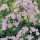Allium unifolium added by Shoot)