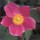 'Hadspen Abundance' is a tuberous, perennial with green  leaves.  It bears solitary flowers in rich, deep, purplish-pink with five sepals. Anemone hupehensis 'Hadspen Abundance' added by Shoot)