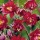 'Ruby Port' is a compact, upright herbaceous perennial with nodding ruby-red flowers on red stems in spring and summer. Aquilegia 'Ruby Port' added by Shoot)