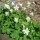 Aquilegia x hybrida 'Spring Magic White' added by Shoot)