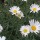 'Sugar Button' is a perennial usually grown as an annual, as it is quite short-lived. It's daisy-like, white flowers with yellow-centres bloom from spring to autumn together with dissected grey-green leaves. Argyranthemum frutescens 'Sugar Button' added by Shoot)