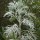 Artemisia arborescens added by Shoot)