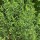 Artemisia dracunculus added by Shoot)