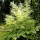 Aruncus dioicus added by Shoot)