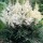 'Rock And Roll' is a perennial with feathery foliage, which unfurls in spring, followed in late summer with plumes of pure white flowers. Astilbe arendsii 'Rock And Roll' added by Shoot)