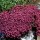 'Red Cascade' is a mat-forming perennial with single, deep magenta-red flowers. Aubrieta 'Red Cascade' Cascade Series added by Shoot)
