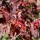 'Superba' has deep red-purple leaves that turn crimson in autumn.  Berberis x ottawensis 'Superba' added by Shoot)