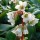 'Bressingham White' is a clump-forming evergreen perennial with large, dull-green leaves and erect stems of pure white flowers in spring. Bergenia 'Bressingham White' added by Shoot)