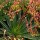 Beschorneria yuccoides added by Shoot)