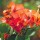'Orange King' is a tender evergreen climber with ovate leaves and clusters of papery orange-red bracts around small red flowers. Bougainvillea x buttiana 'Orange King' added by Shoot)