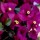 'Poulton's Special' is a tender evergreen climber with ovate leaves and clusters of papery magenta bracts around small white flowers. Bougainvillea x buttiana 'Poulton's Special' added by Shoot)
