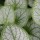 Brunnera macrophylla 'Jack Frost'