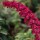 'Royal Red' is a large deciduous shrub with arching branches, lance-shaped leaves and long panicles of scented purple-red flowers. Buddleja davidii 'Royal Red' added by Shoot)
